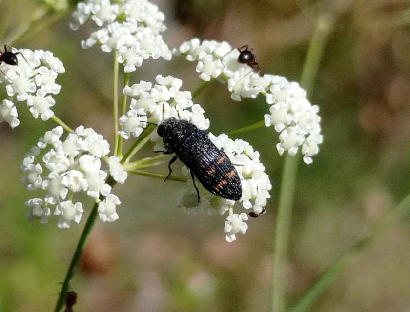 Acmaeoderella flavofasciata - sárgacsíkos zömökdíszbogár