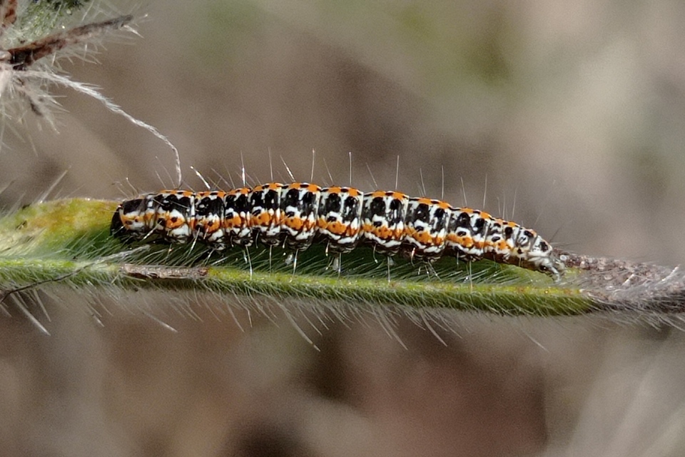 Ethmia bipunctella - kétpettyes feketemoly
