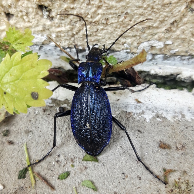 Carabus intricatus - kék laposfutrinka Carabus intricatus - kék laposfutrinka