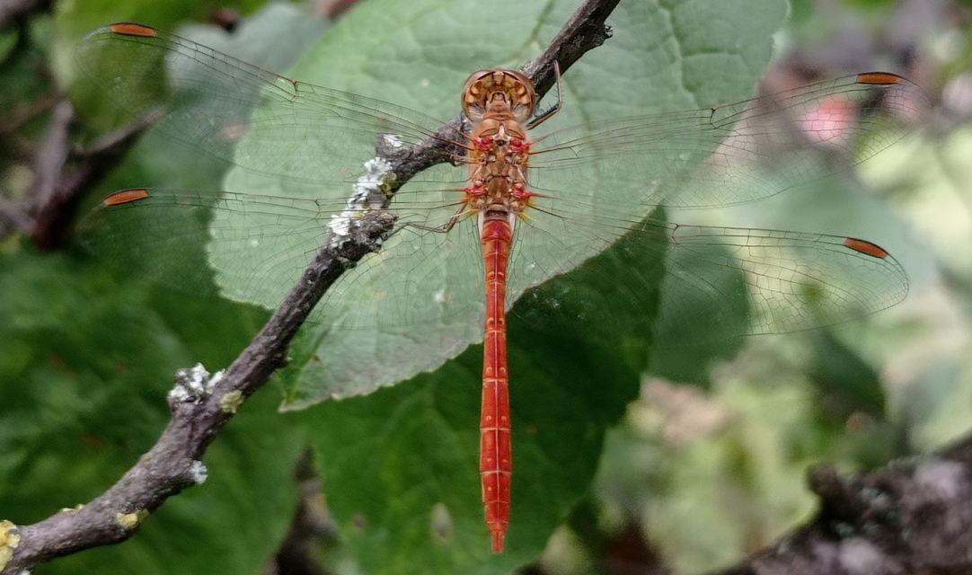 Sympetrum meridionale - fakó katona-szitakötő