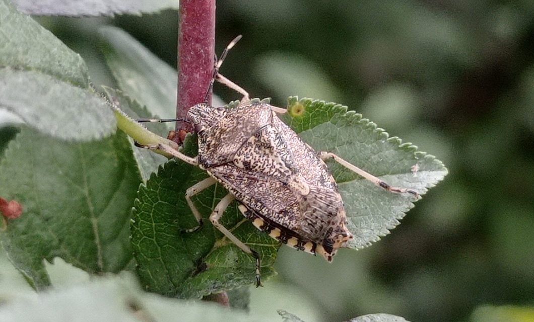 Rhaphigaster nebulosa - bencepoloska