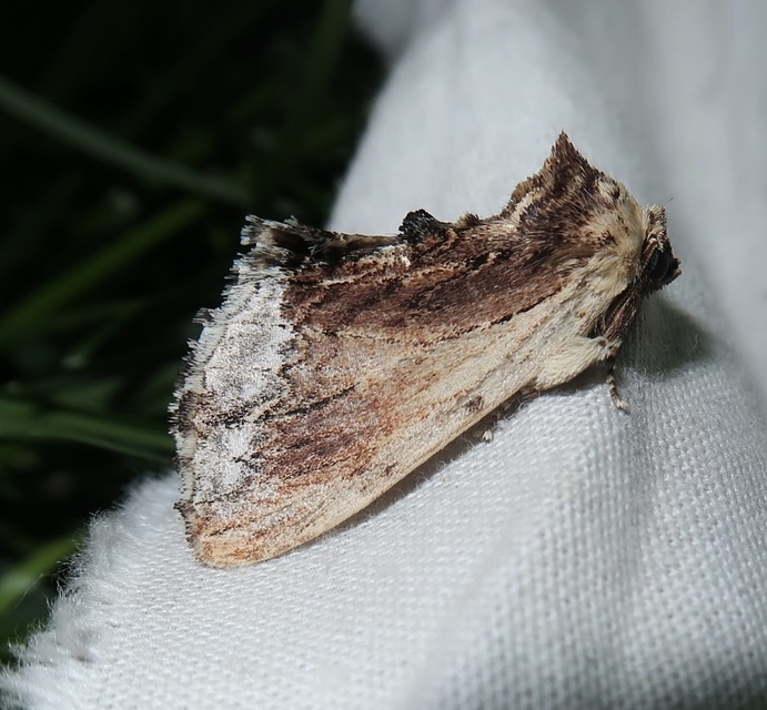 Ptilodon cucullina - csuklyás púposszövő