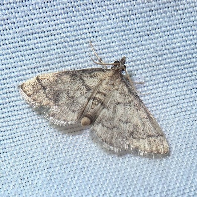 Metasia ophialis - kígyósávos tűzmoly