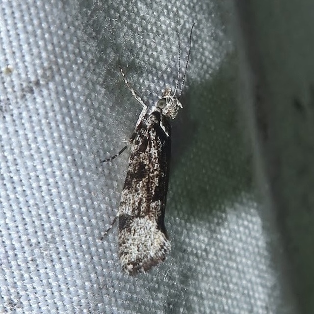 Ypsolopha vittella - füstös tarkamoly
