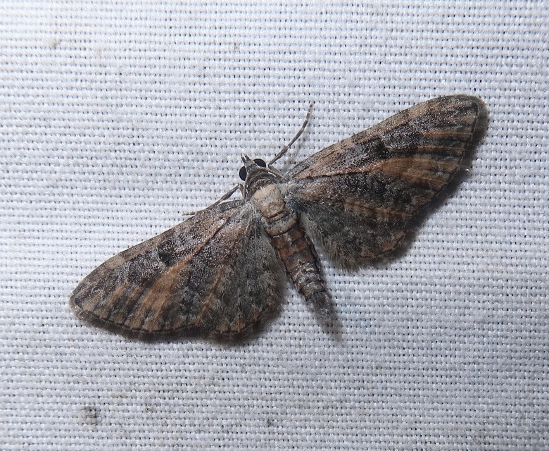 Eupithecia icterata - rozsdafoltos törpearaszoló