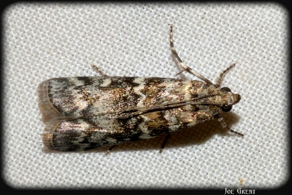 Dioryctria
