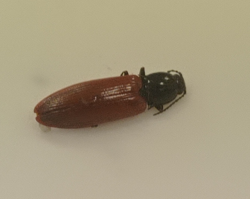 Hypoganus inunctus - téglavörös pattanó