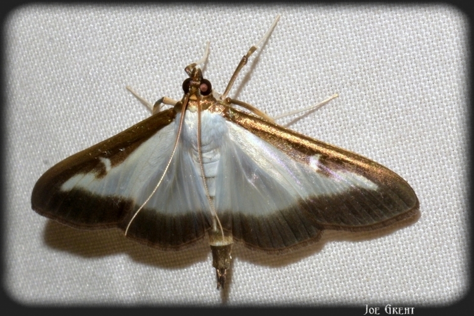 Cydalima perspectalis - puszpáng-tűzmoly