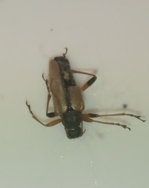 Cortodera humeralis - négyfoltos cserjecincér