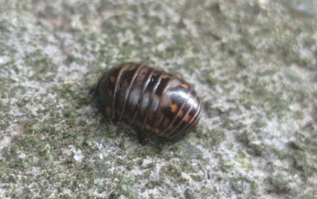 Glomeris