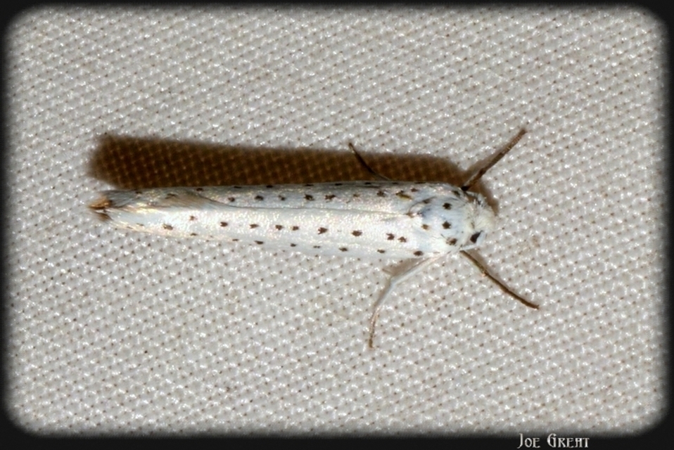 Yponomeuta