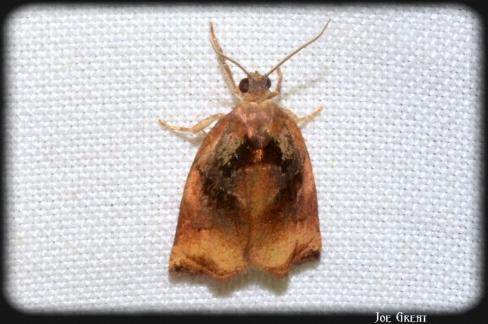 Archips podana - dudvarágó sodrómoly