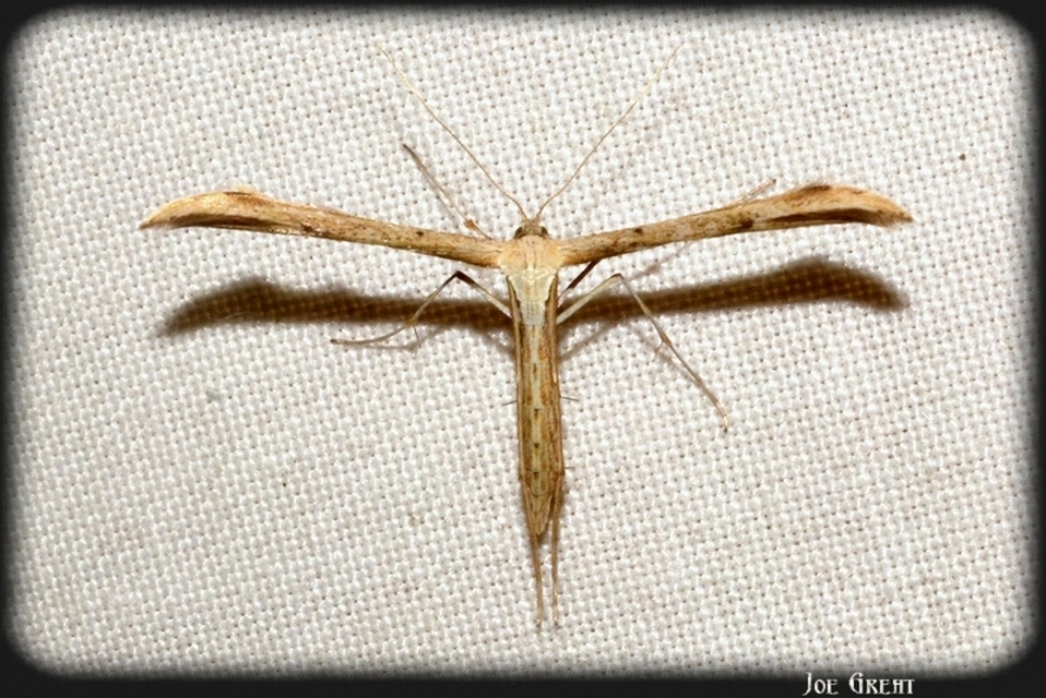 Pterophoridae - tollasmolyfélék