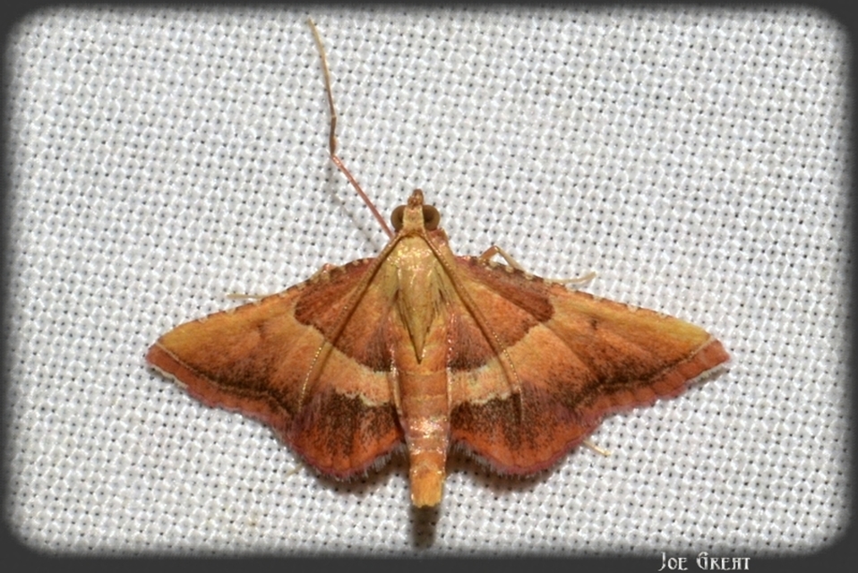 Endotricha flammealis - tüzesszárnyú fényilonca