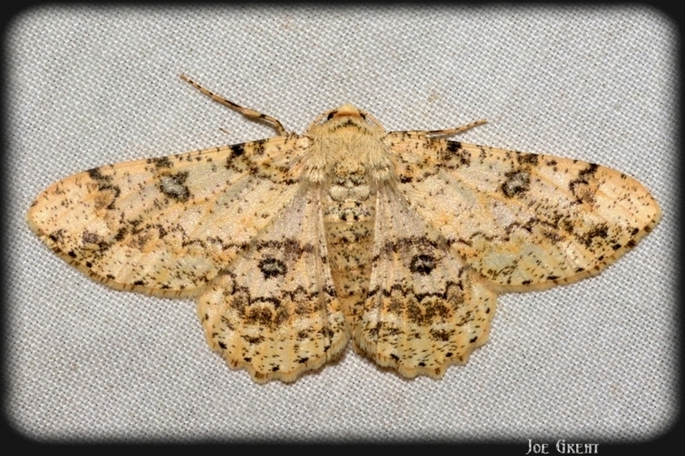 Ascotis selenaria - holdas faaraszoló