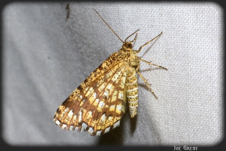 Chiasmia clathrata - rácsos rétiaraszoló