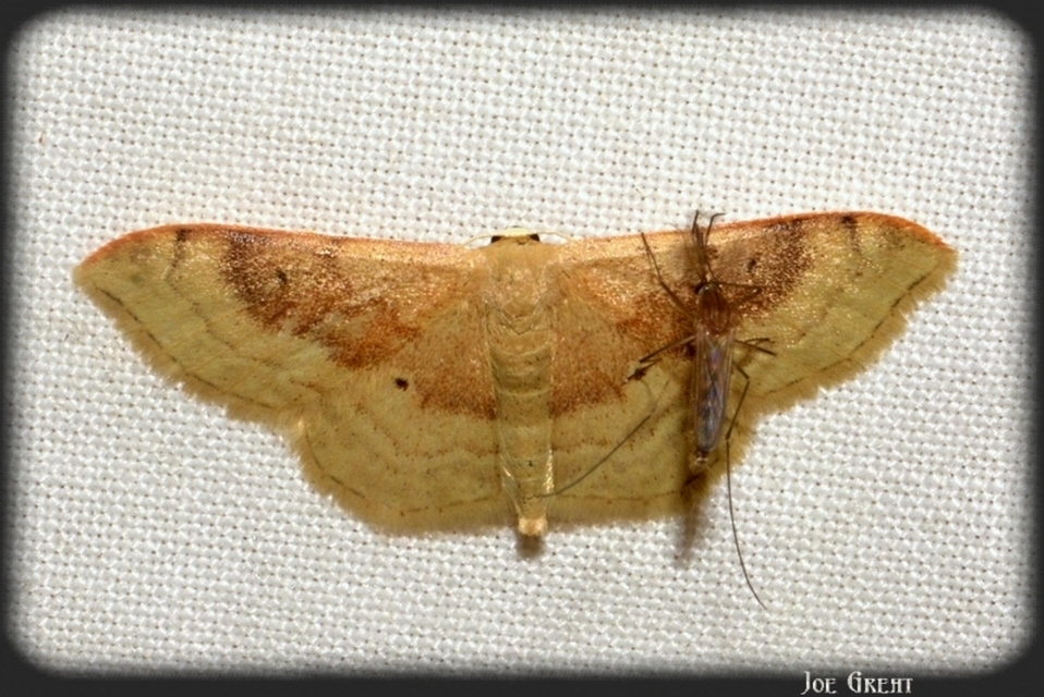 Idaea degeneraria - barnasávos araszoló
