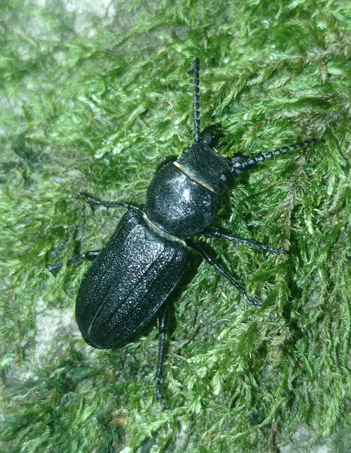 Spondylis buprestoides - erdei félcincér