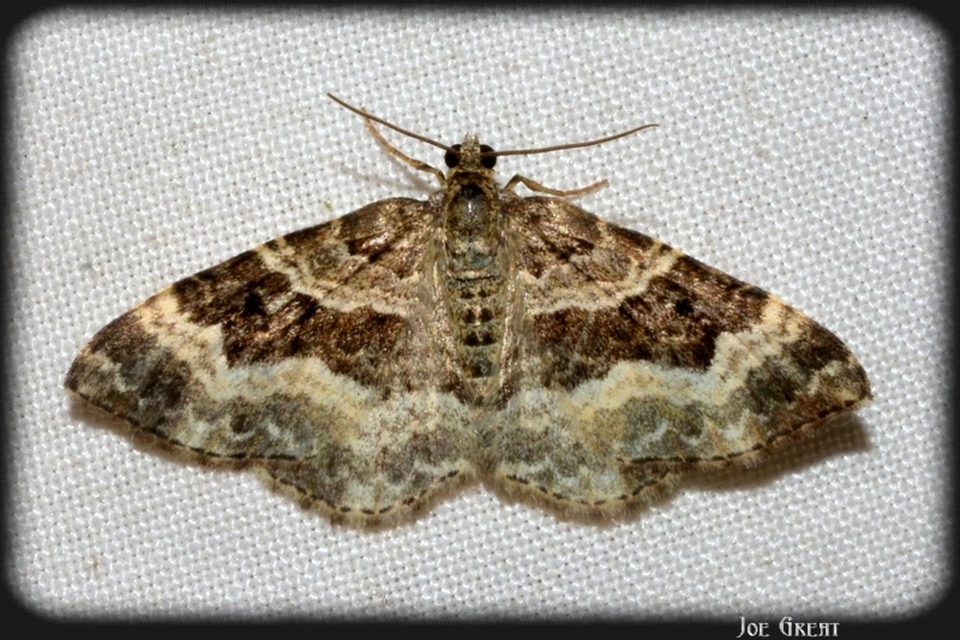 Epirrhoe alternata - galaj-tarkaaraszoló