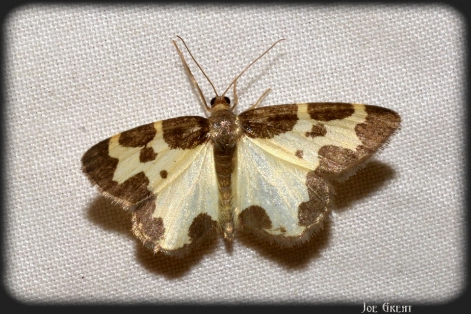 Lomaspilis marginata - szegélyes nyárfaaraszoló