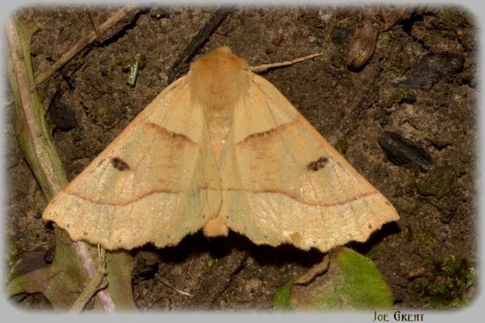 Crocallis elinguaria - sárga sávosaraszoló
