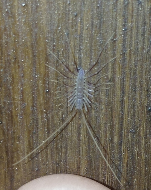 Scutigera coleoptrata - légyölő pókszázlábú