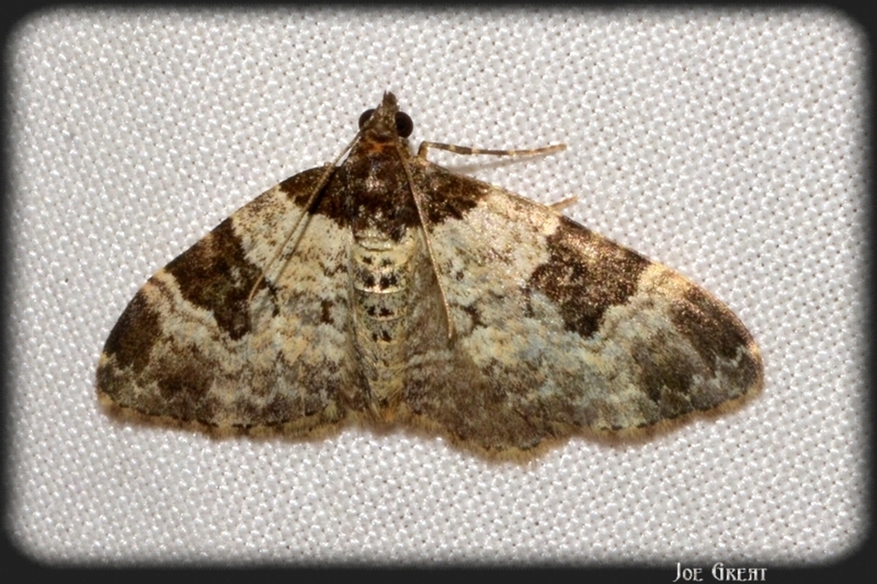 Xanthorhoe fluctuata - közönséges tarkaaraszoló