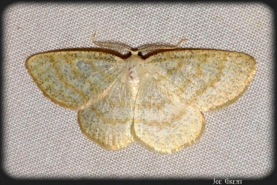Cabera exanthemata - pettyes égeraraszoló