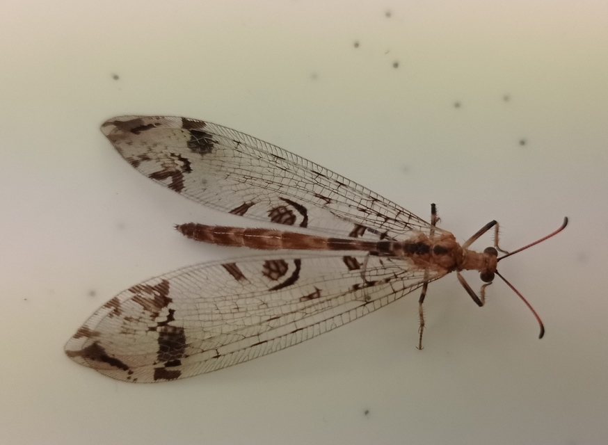 Dendroleon pantherinus - párducfoltos hangyaleső