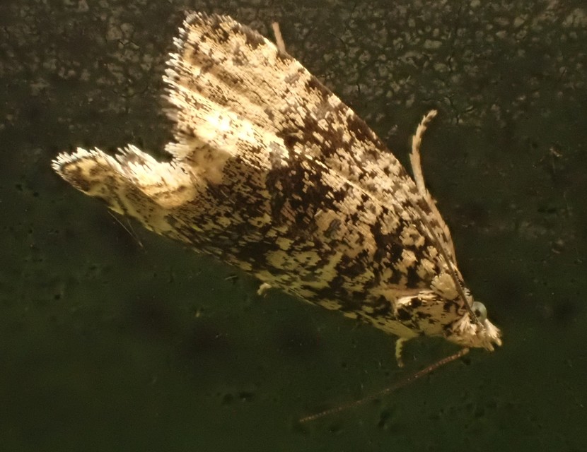 Celypha lacunana - vízparti tükrösmoly