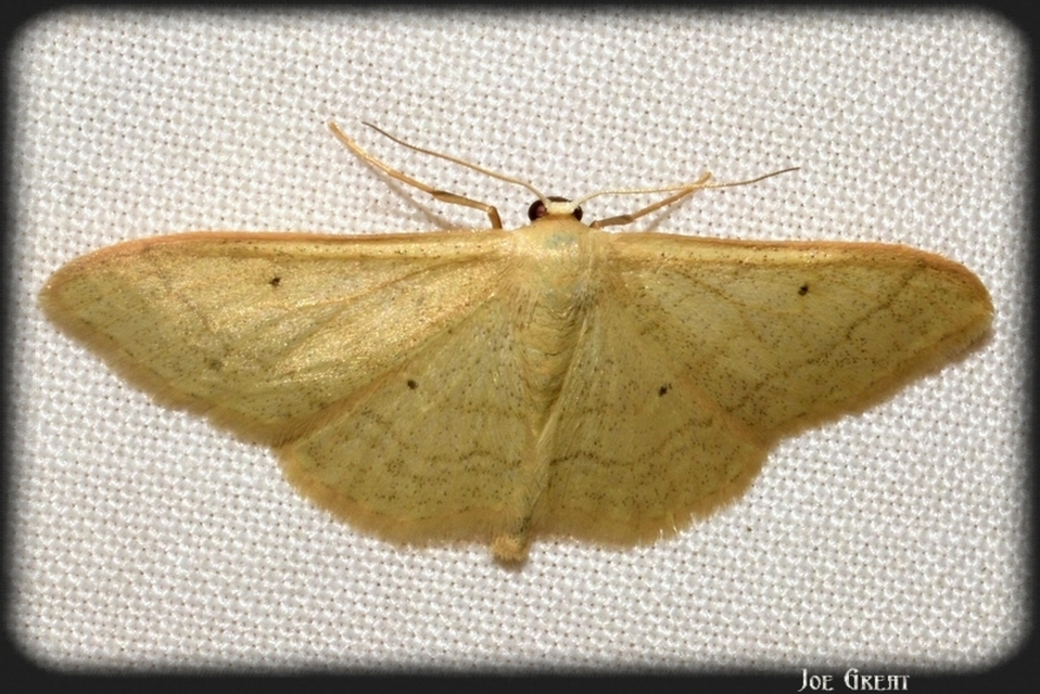 Idaea straminata - szalmasárga sávosaraszoló