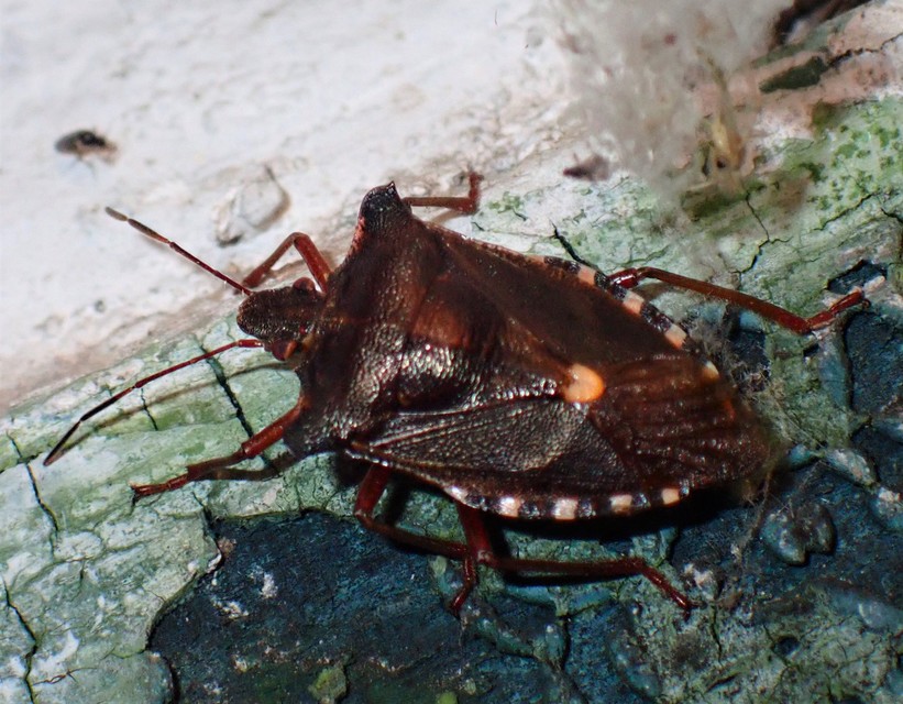 Pentatoma rufipes - vöröslábú címerespoloska Pentatoma rufipes - vöröslábú címerespoloska