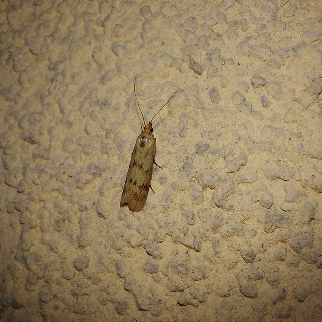 Homoeosoma sinuella - agyagsárga karcsúmoly
