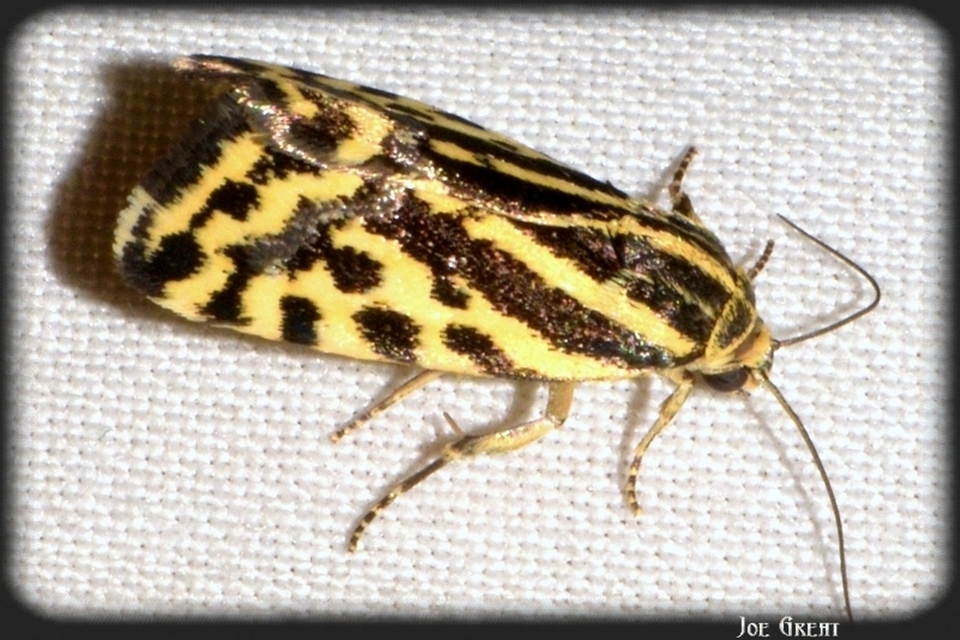 Emmelia trabealis - zebrabagoly