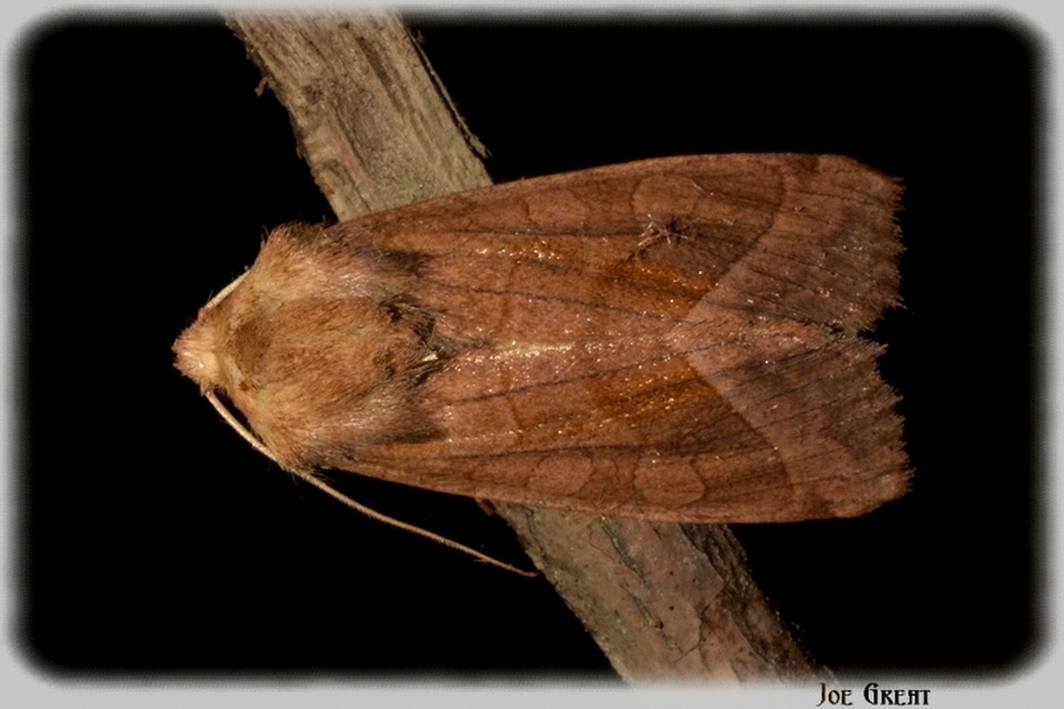 Hydraecia micacea - csillogó acsalapubagoly
