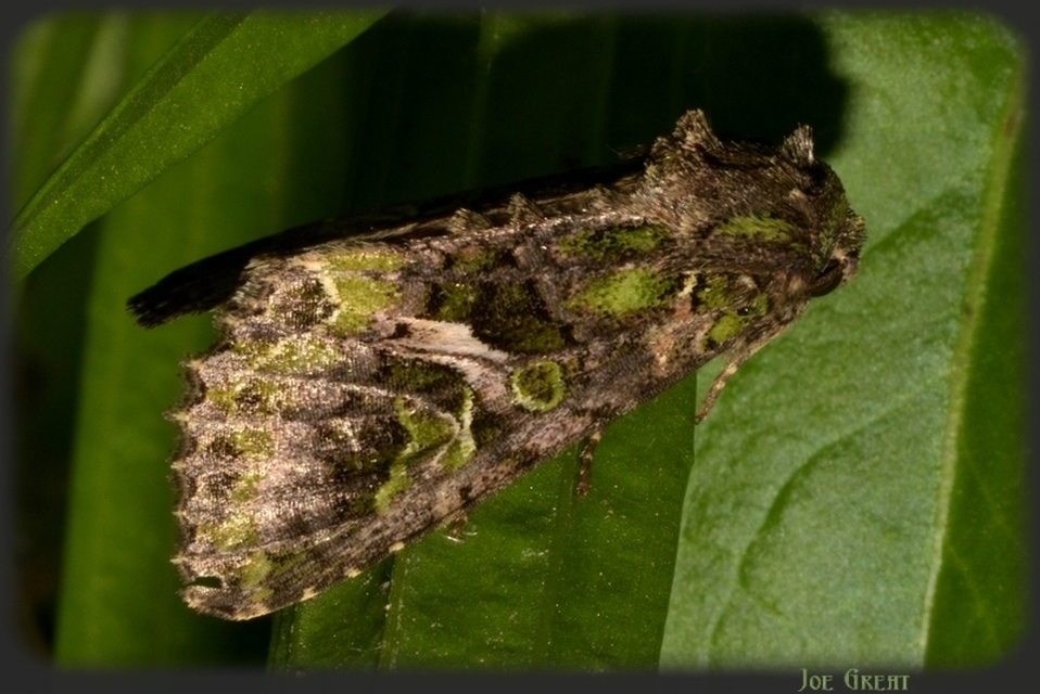 Trachea atriplicis - nyári zöldbagoly