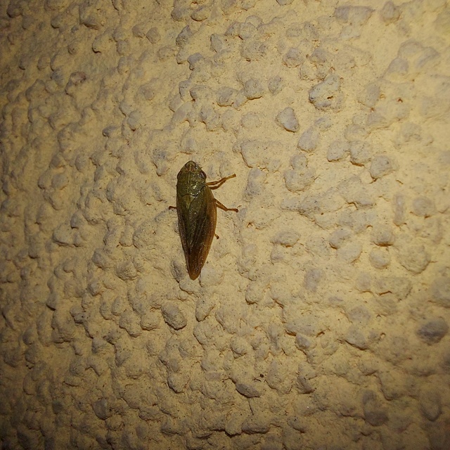 Aphrophora salicina