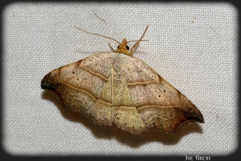 Laspeyria flexula - zuzmóbagoly