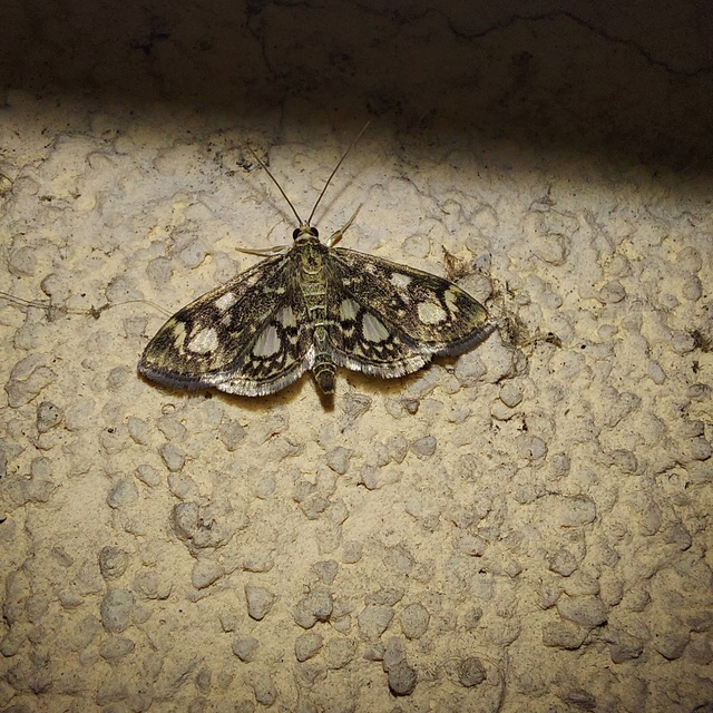 Anania coronata - koronás dudvamoly