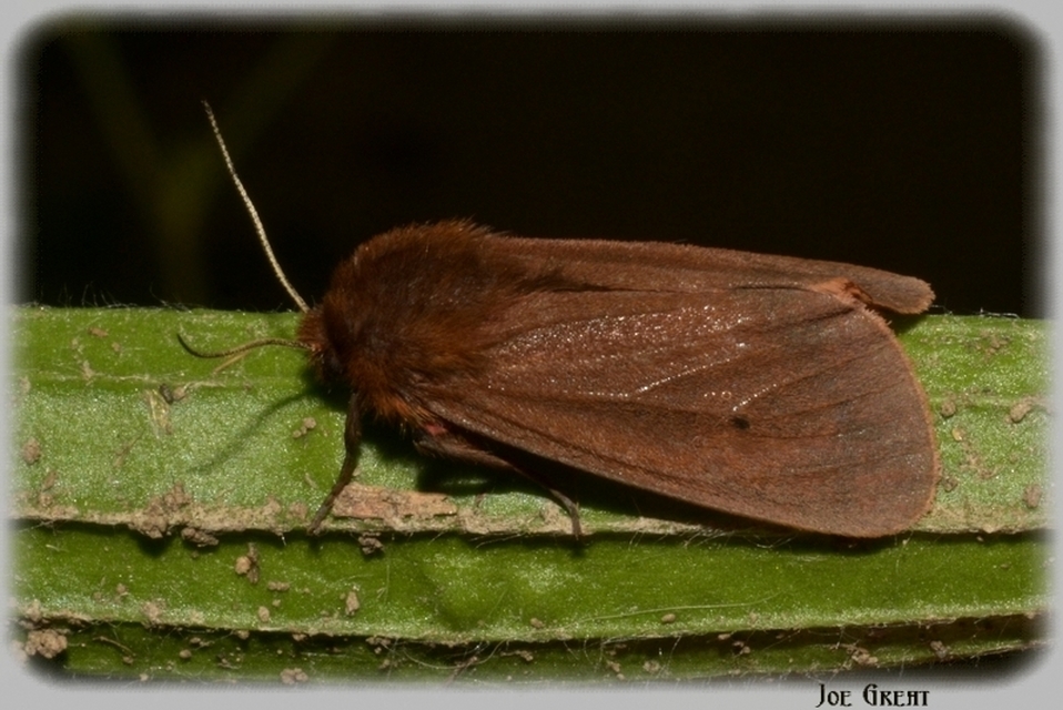 Phragmatobia fuliginosa - füstös medvelepke