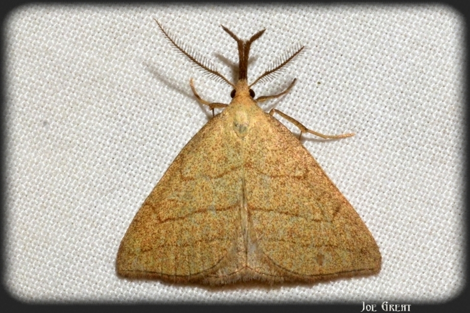 Polypogon tentacularia - sötétaljú karcsúbagoly