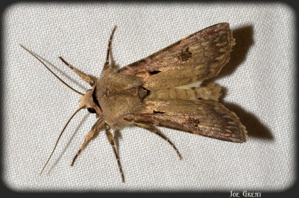 Agrotis exclamationis - felkiáltójeles földibagoly