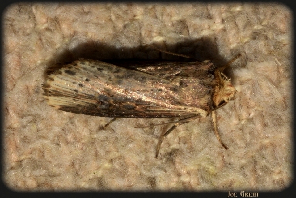 Axylia putris - vonalkás földibagoly