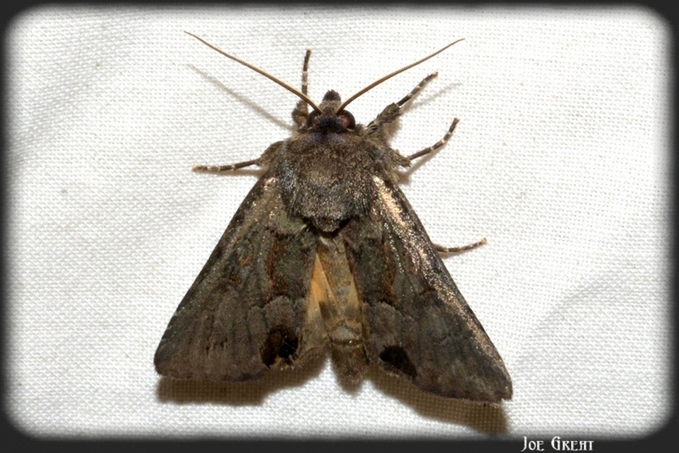 Thalpophila matura - fakó erdeibagoly