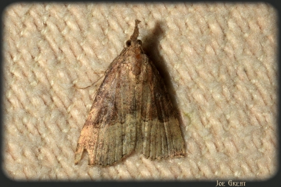 Hypena rostralis - közönséges karcsúbagoly