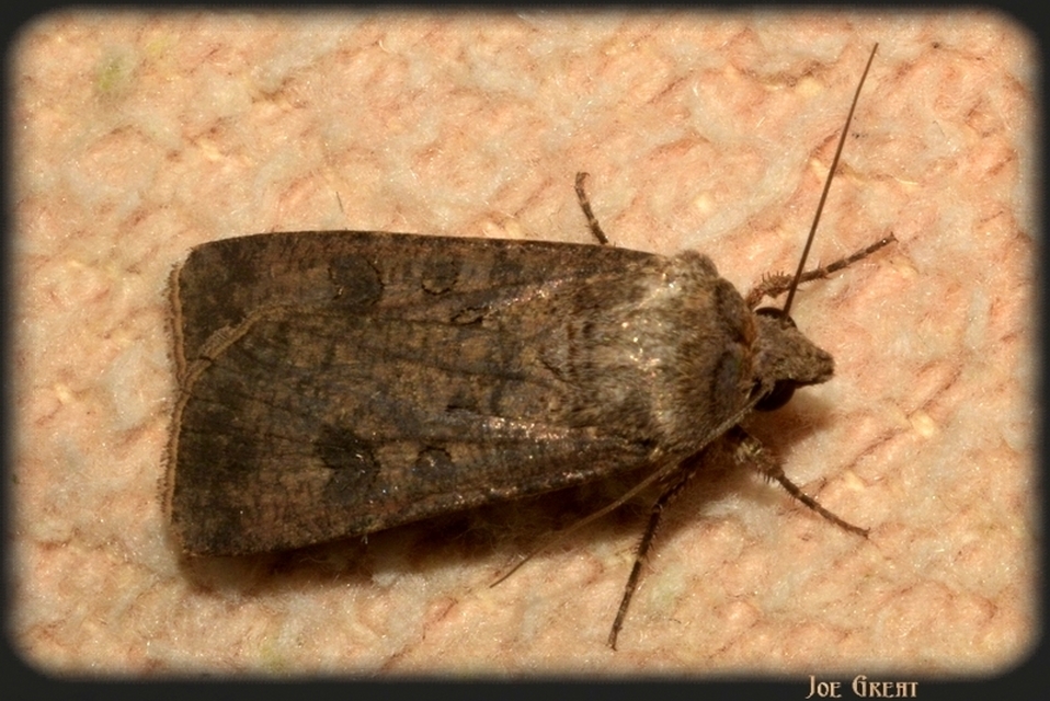 Agrotis segetum - vetési földibagoly