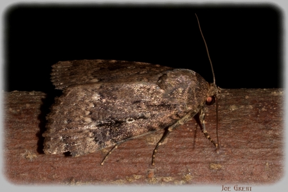 Amphipyra berbera/pyramidea