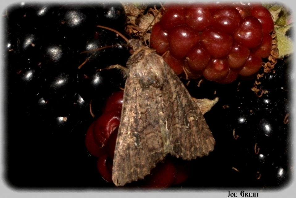 Mesapamea secalella/secalis