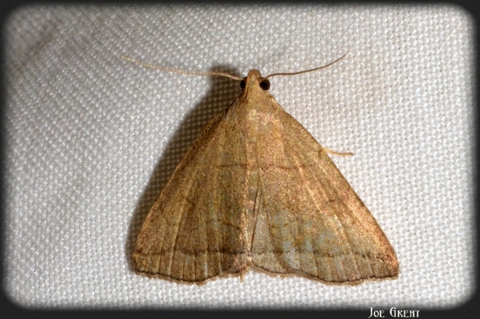 Herminia tarsicrinalis - szőröslábú karcsúbagoly