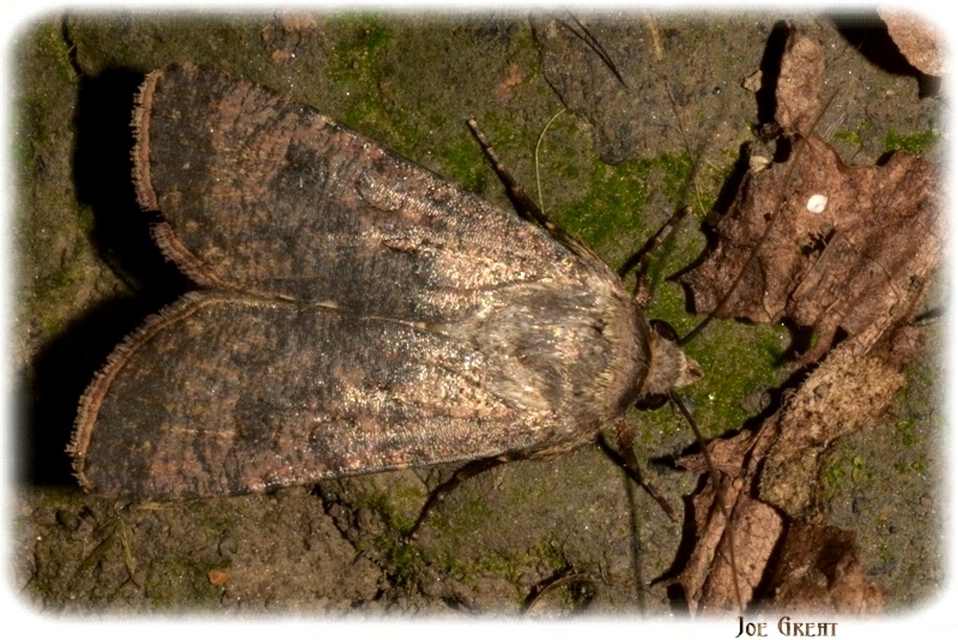 Agrotis segetum - vetési földibagoly